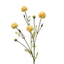 Chrysanthemum
