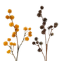 FS126 Seed Stem 32.25" PK 12