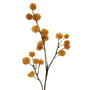 Seed Stem