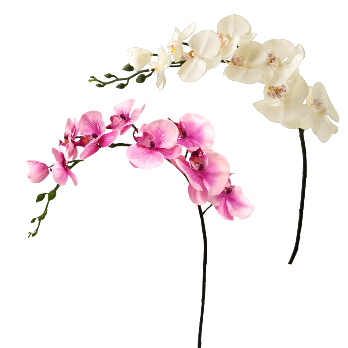 FS127 Orchid 36" PK 12
