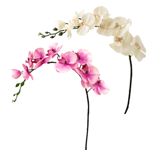 FS127 Orchid 36" PK 12