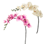 FS127 Orchid 36" PK 12