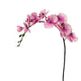 Orchid