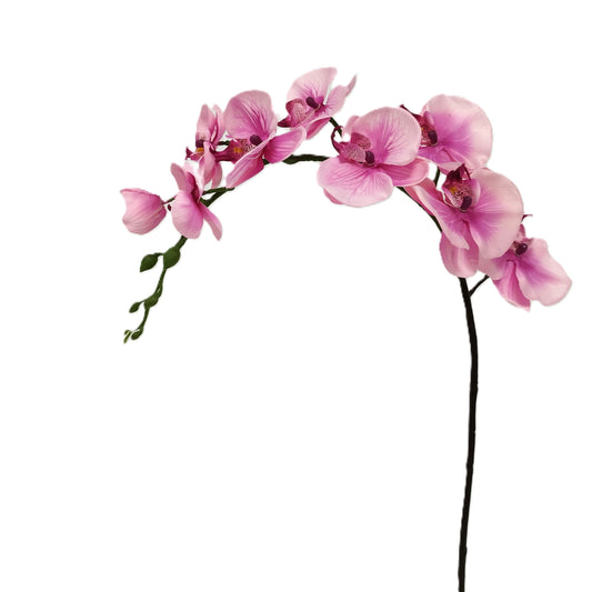Orchid