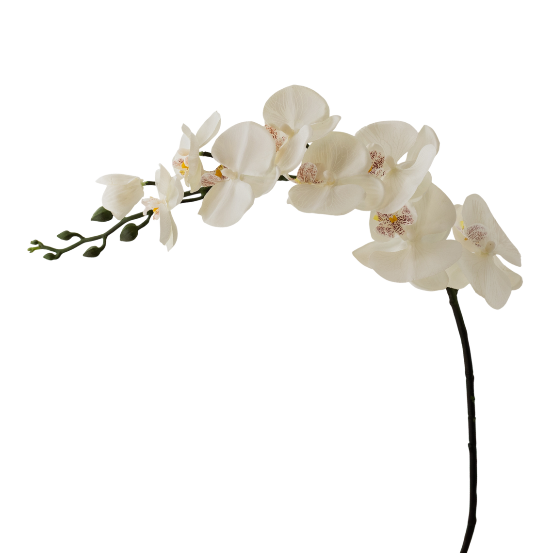 FS127 Orchid 36" PK 12
