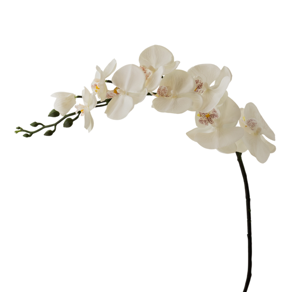 FS127 Orchid 36" PK 12