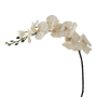 FS127 Orchid 36" PK 12
