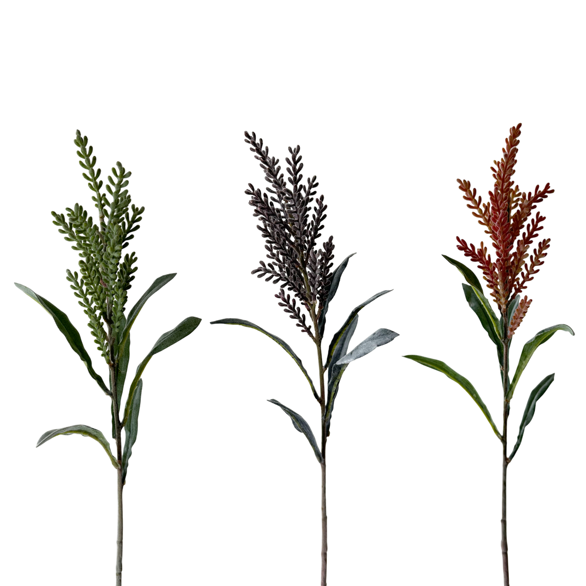 FS128 Pampas Grass 30" PK 12