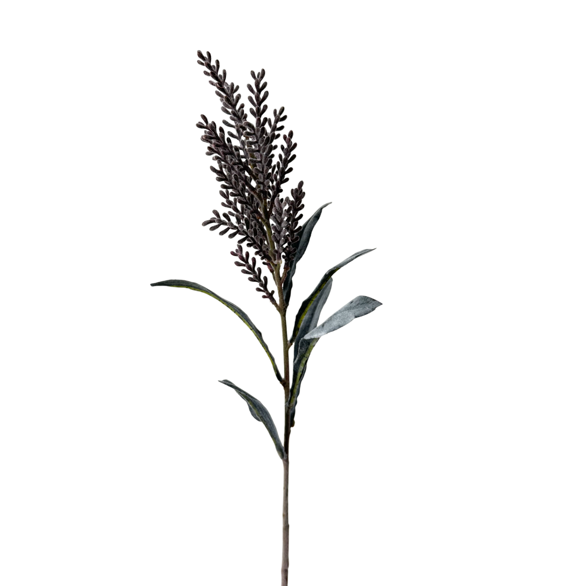 FS128 Pampas Grass 30" PK 12