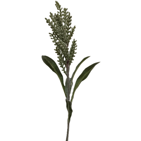 Pampasgrass