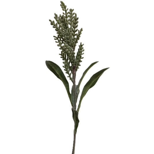 Pampasgrass