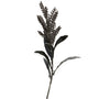 Pampasgrass