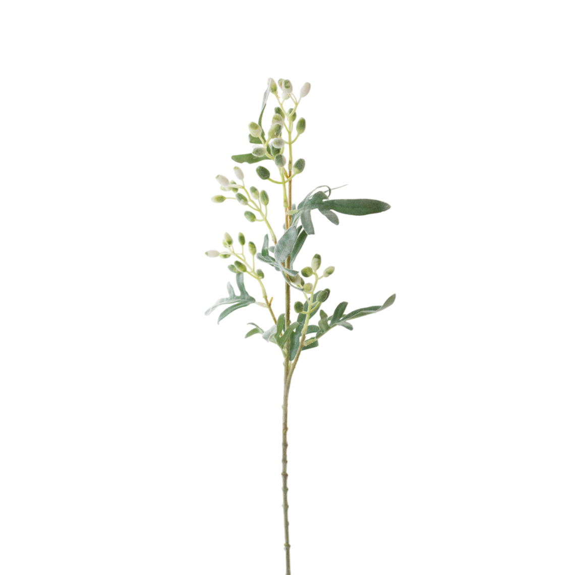 FS129 Eucalyptus Fruit 27" PK 12