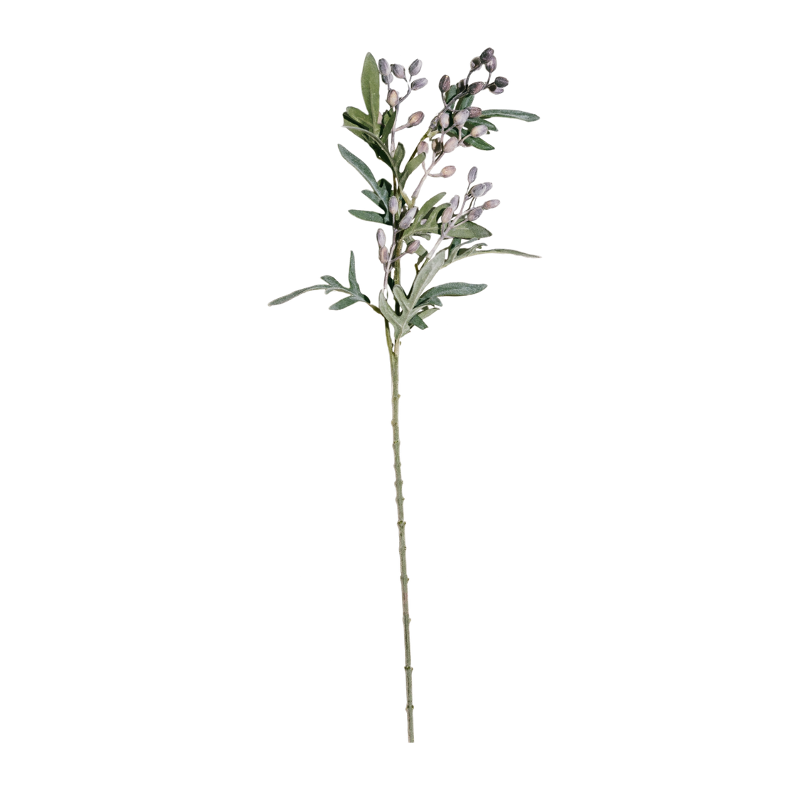 FS129 Eucalyptus Fruit 27" PK 12
