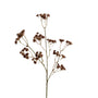 Babysbreath