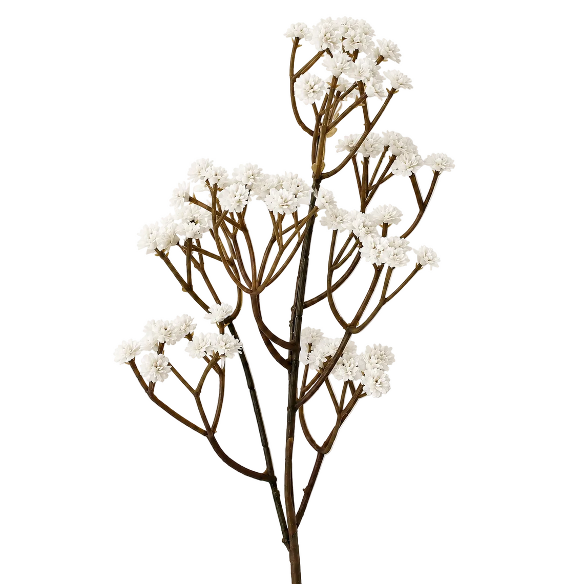 FS130 Babys breath 24" PK 24