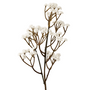 FS130 Babys breath 24" PK 24