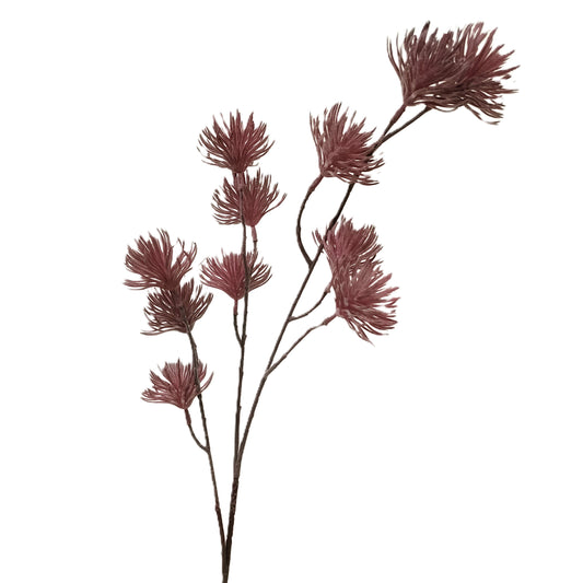 Chrysanthemum