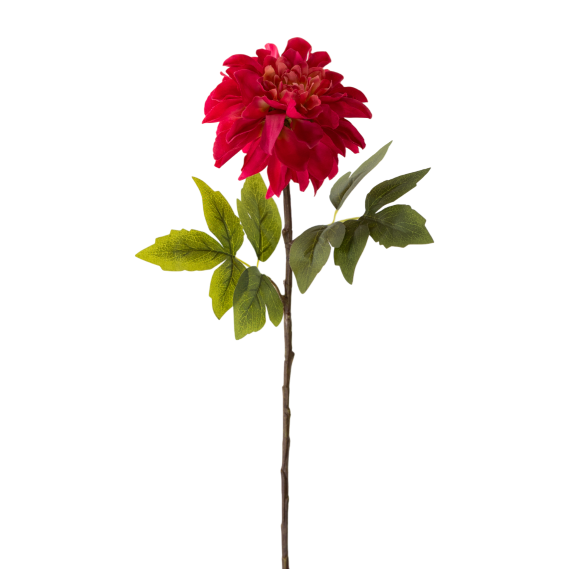 FS132 Peony 25" PK 12