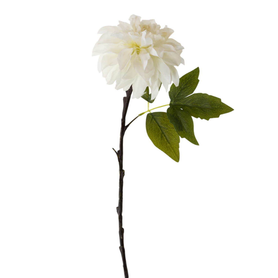 FS132 Peony 25" PK 12