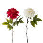 FS132 Peony 25" PK 12