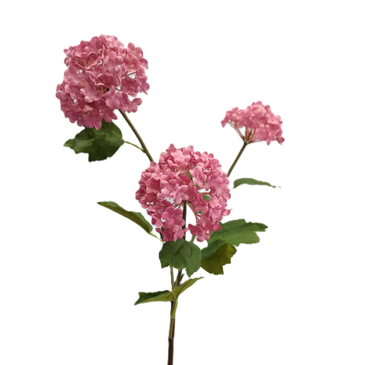 Hydrangea Viburnum