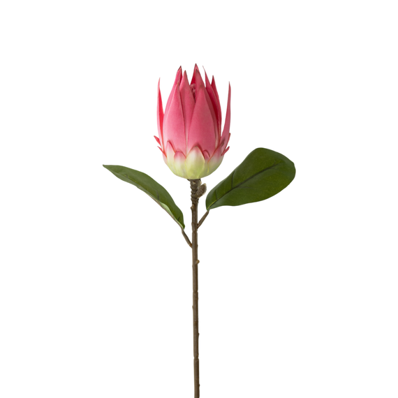 FS134 PI Protea 21" PK 12