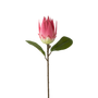 FS134 PI Protea 21" PK 12