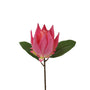 FS134 PI Protea 21" PK 12