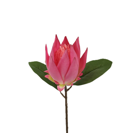 Protea