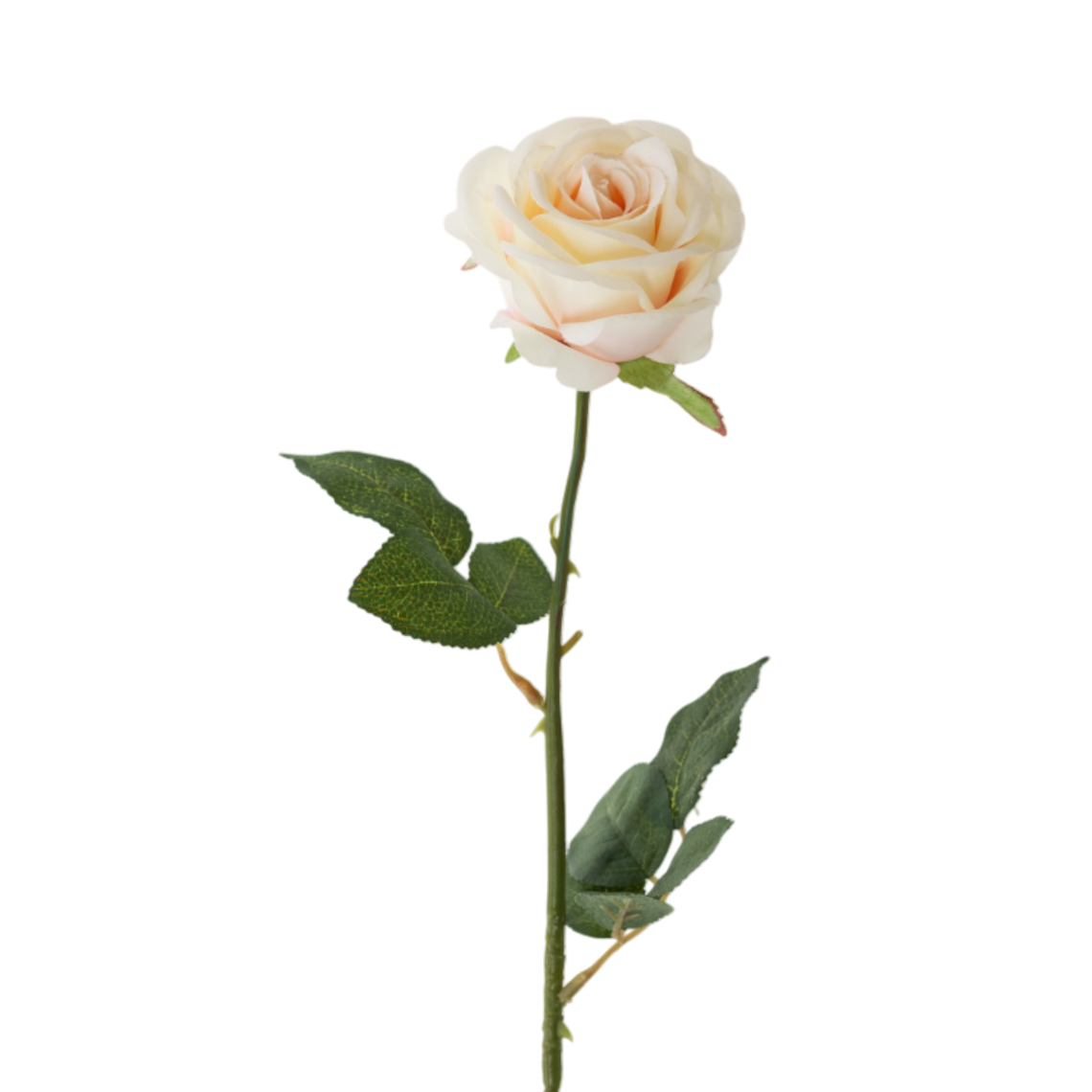FS135 WH Rose 26" PK 12