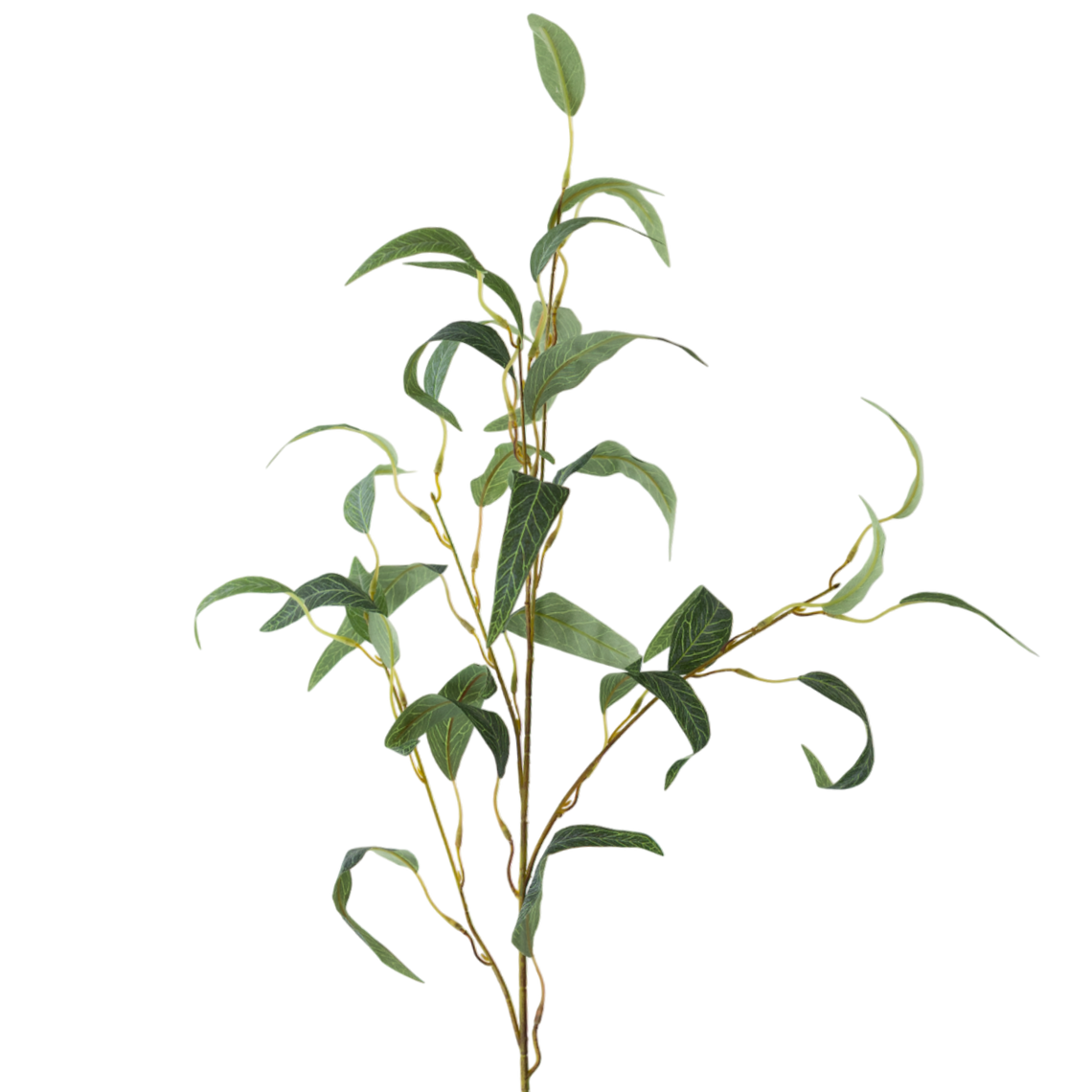 FS136 GR Eucalyptus 35" PK 24