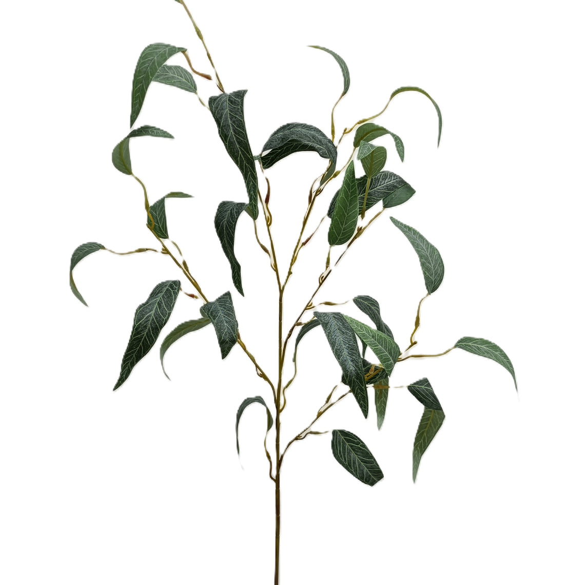 Eucalyptus 24"