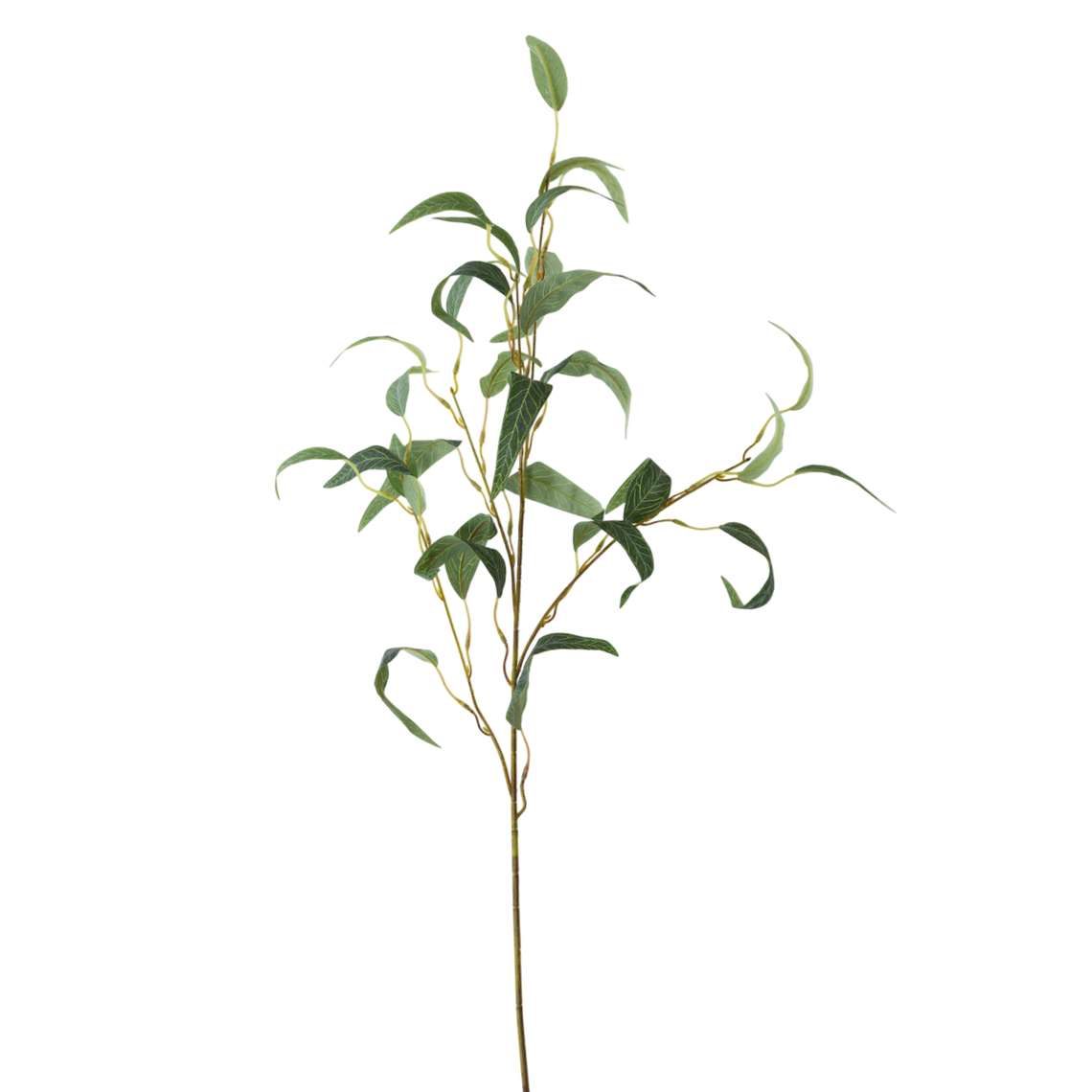 FS136 GR Eucalyptus 35" PK 24