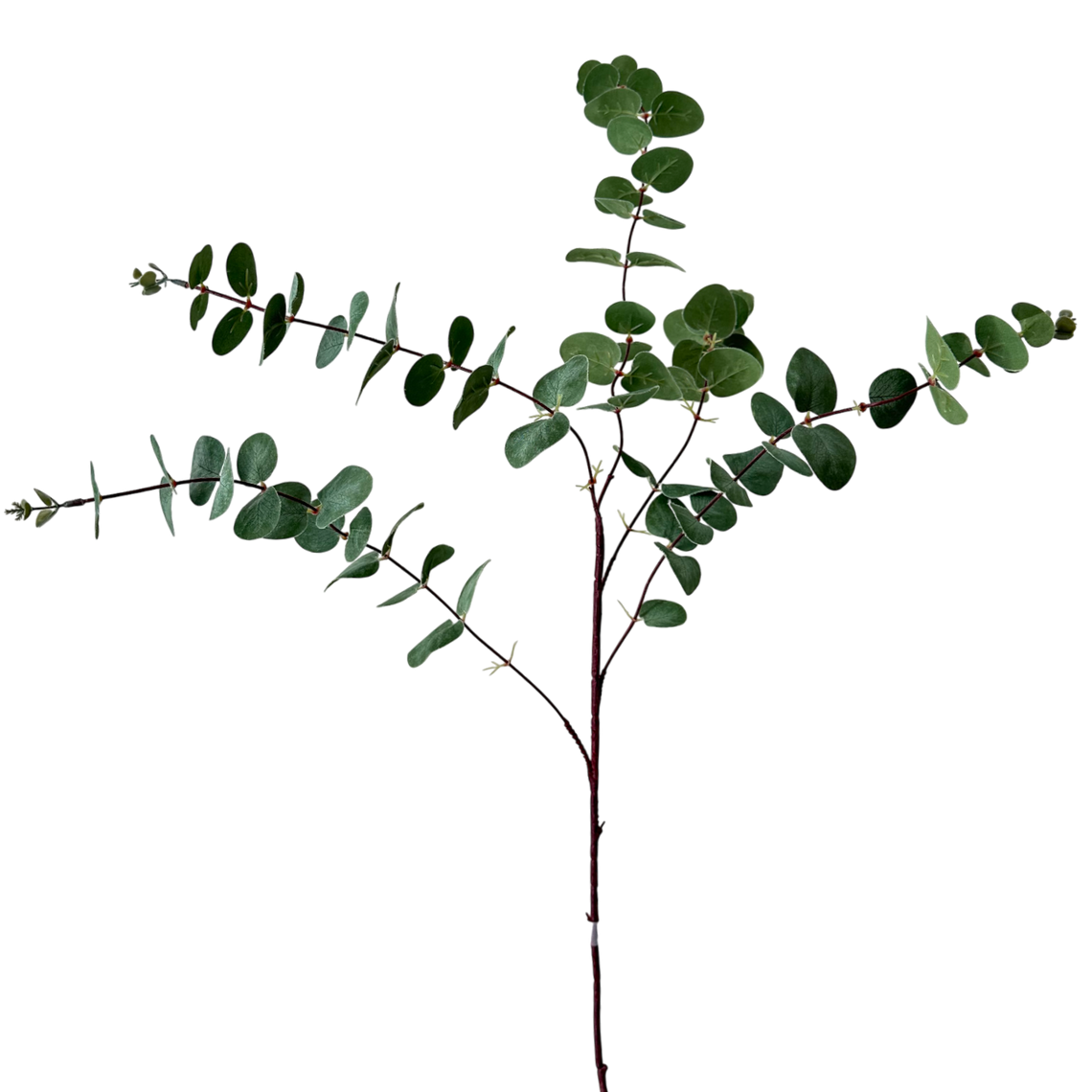 FS139 GR Eucalyptus 39" PK 12