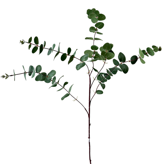 FS139 GR Eucalyptus 39" PK 12