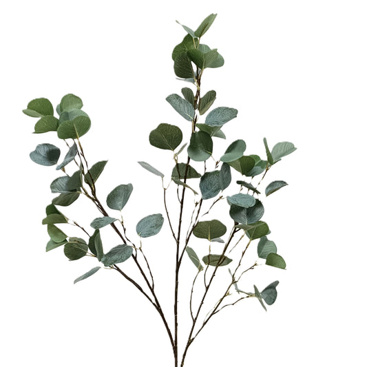 Eucalyptus