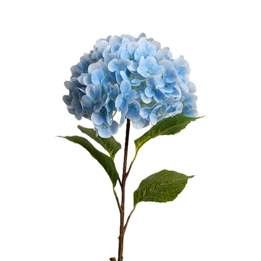 Hydrangea