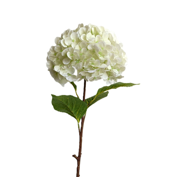 Hydrangea