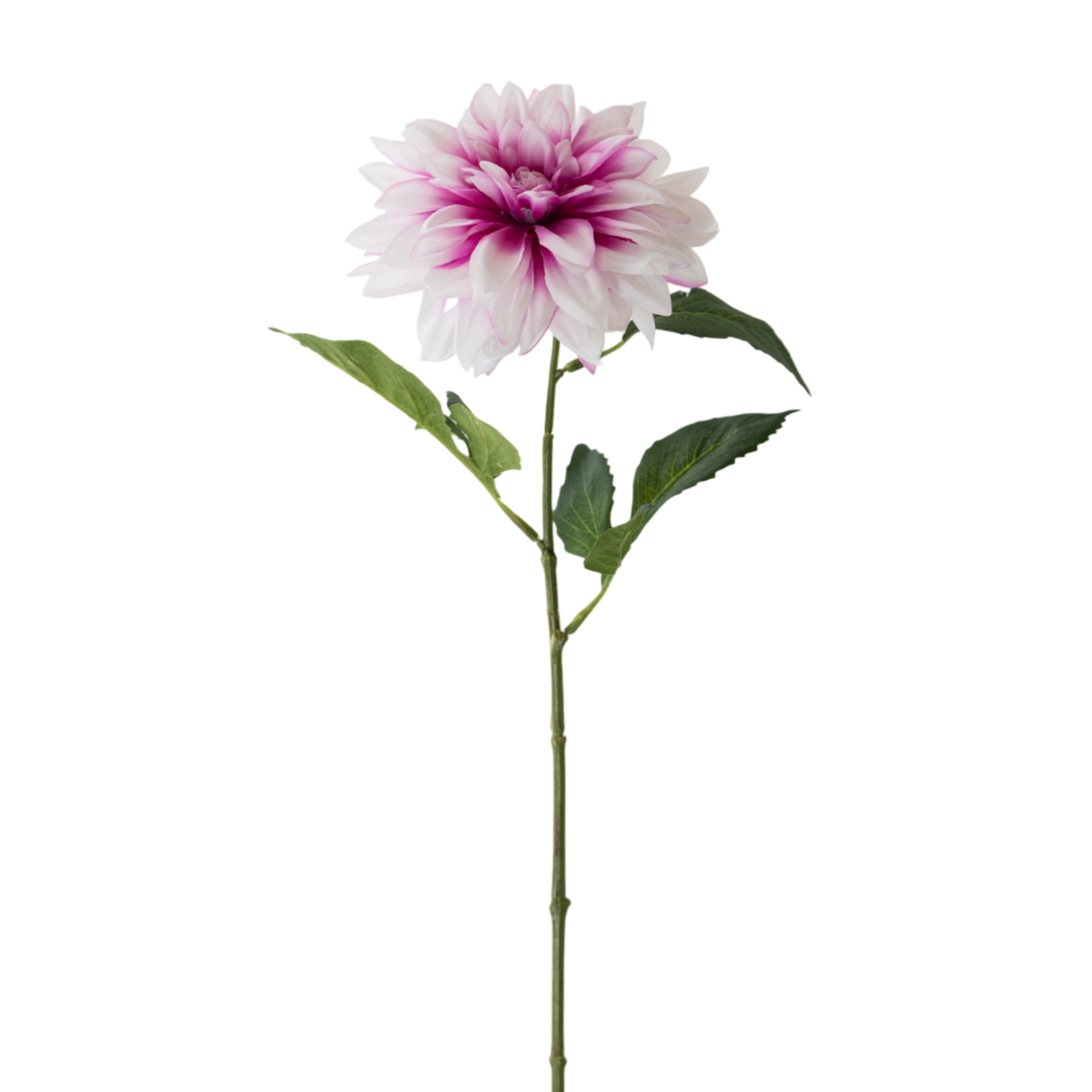 FS143 WH PU Dahlia 24" PK 12