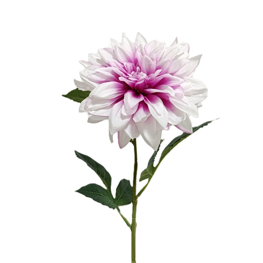 Dahlia