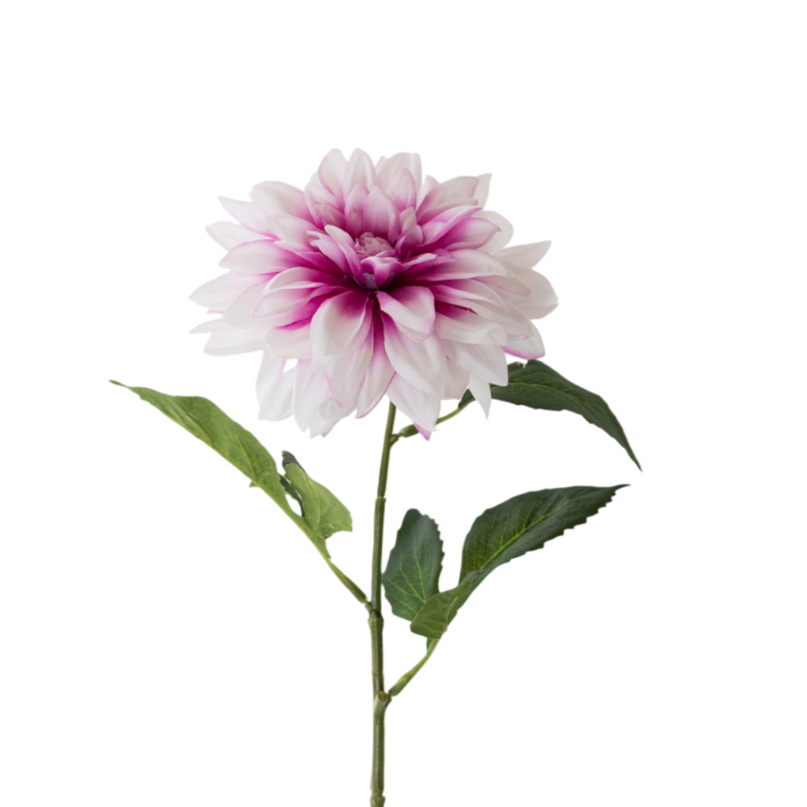 FS143 WH PU Dahlia 24" PK 12