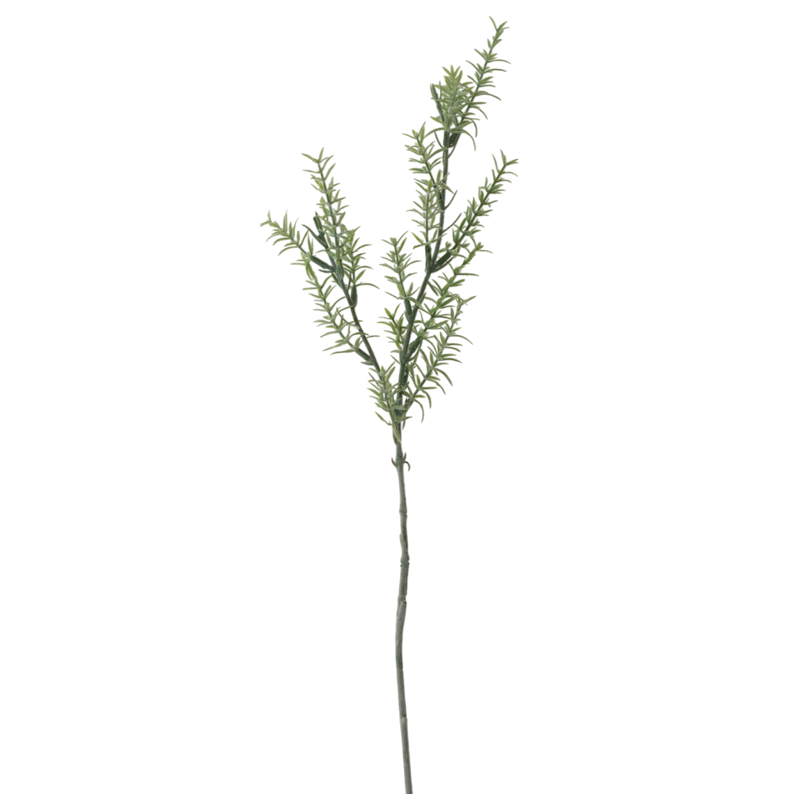 FS146 Rosmarinus 30" PK 12