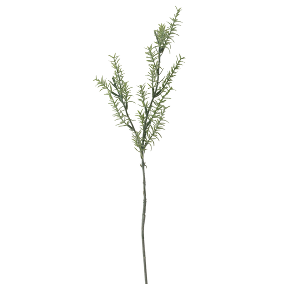 FS146 Rosmarinus 30" PK 12