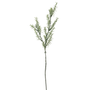 FS146 Rosmarinus 30" PK 12