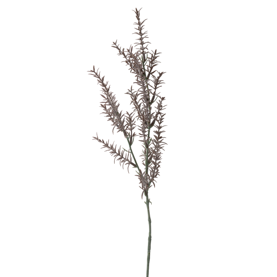 FS146 Rosmarinus 30" PK 12