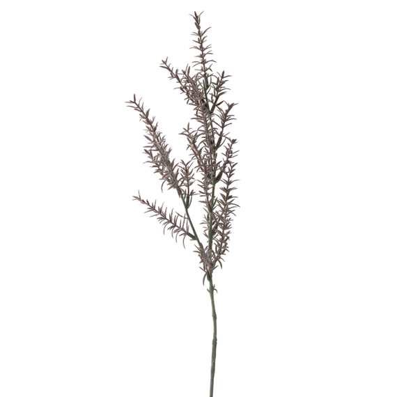FS146 Rosmarinus 30" PK 12