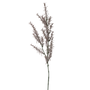 FS146 Rosmarinus 30" PK 12
