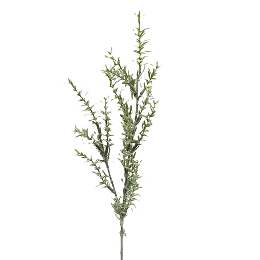 Rosmarinus