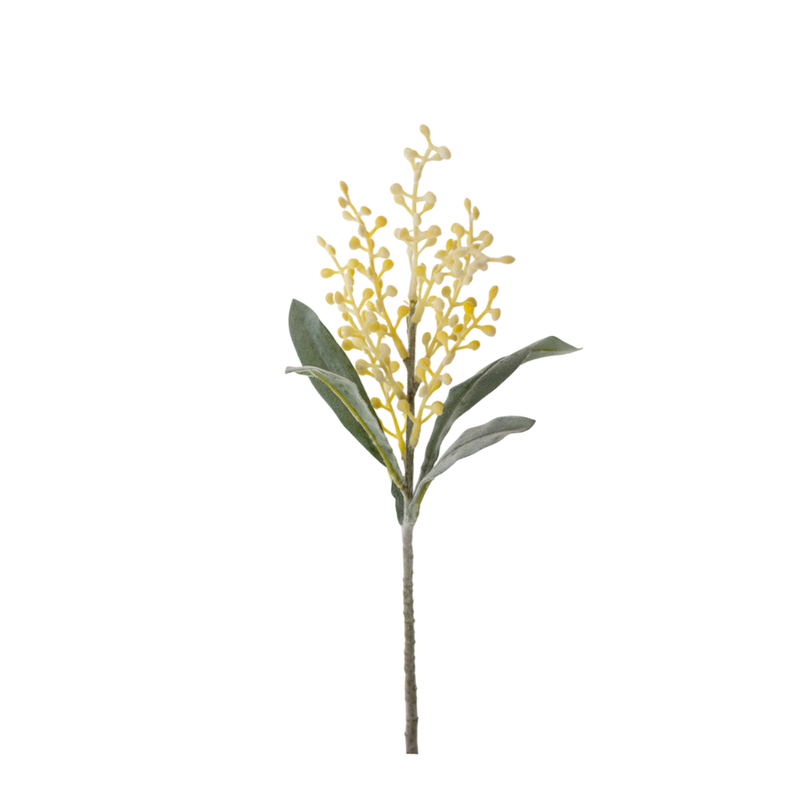 FS147 Cori Aria 15" PK 24